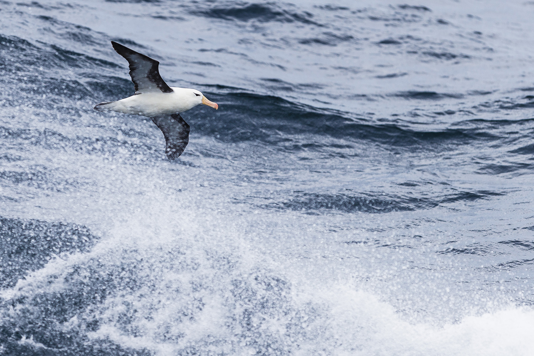 Bird-watching is one of the many on-ship activities guests enjoy while on the Drake Passage crossing.