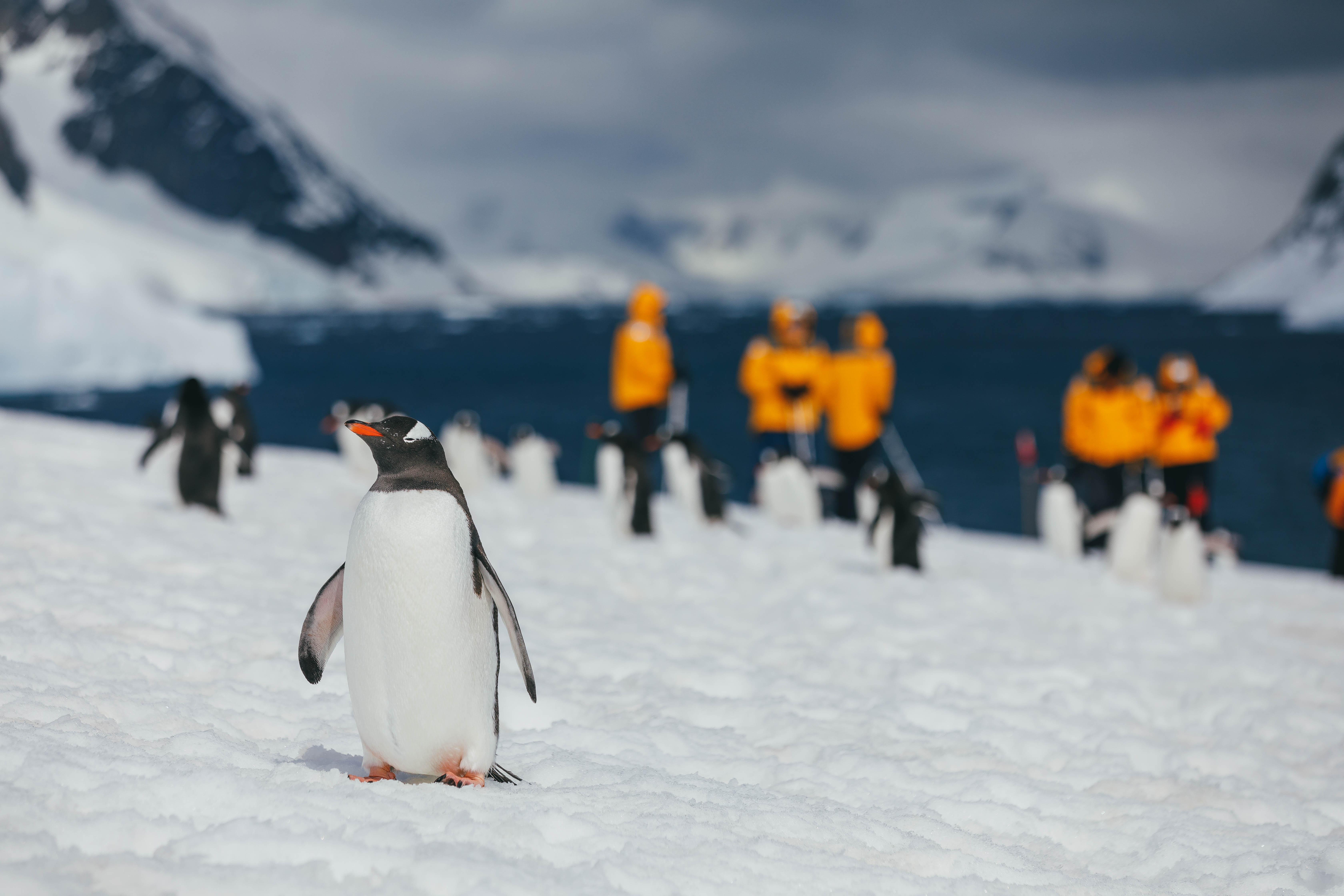 Gentoo penguin spotted in front of passengers on the Antarctic Peninsula. Photo: David Merron