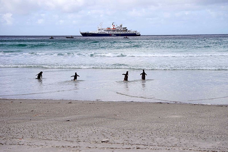 Penguins appear to rush out to greet the Quark Expeditions ship, as passengers in Zodiacs head to shore in the Falkland Islands (Islas Malvinas).