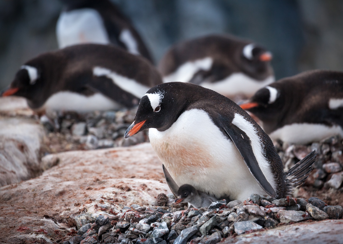 A Gentoo chick in its rock nest at Petermann Island. Photo: Acacia Johnson