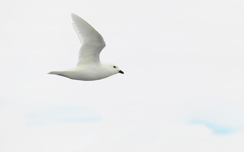 A pure white snow petrel glides the skies over the South Orkney Islands. Photo: Andy Stringer