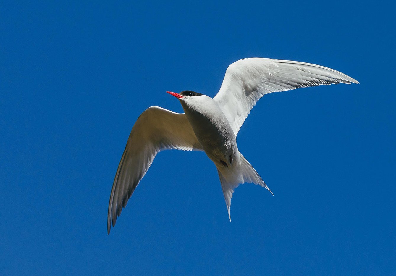 The Antarctic Tern, also known as the Arctic Tern. It thrives in both poles