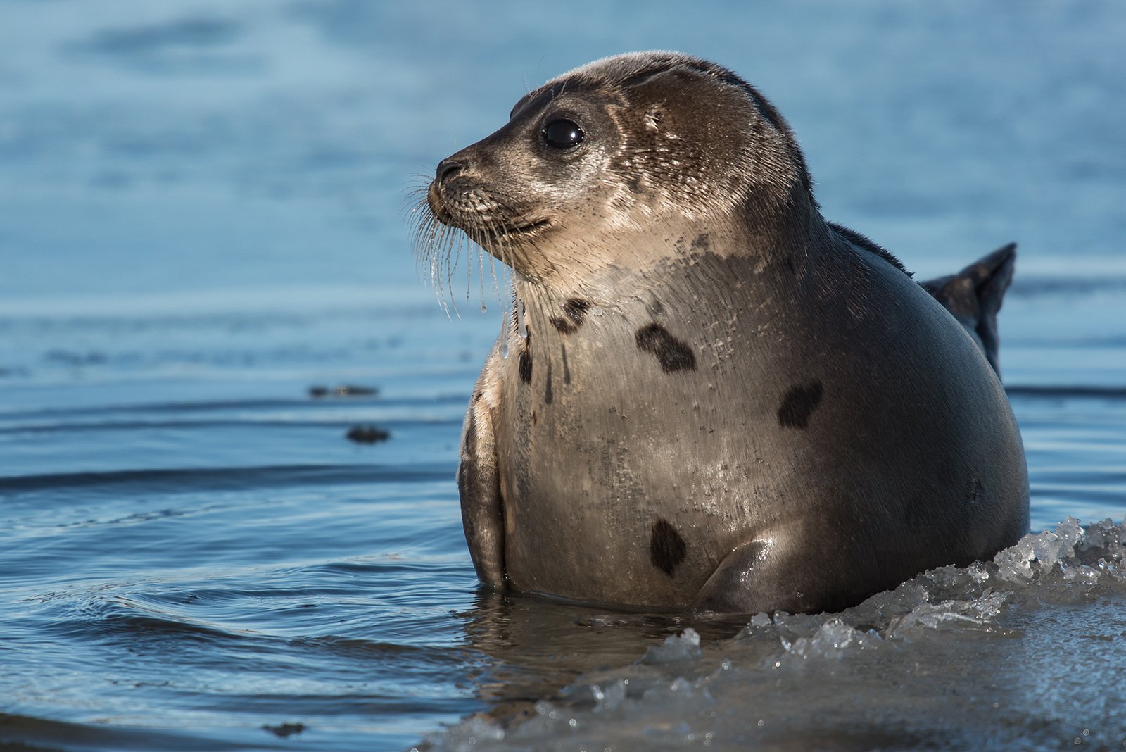Wildlife Guide: Harp Seal Facts