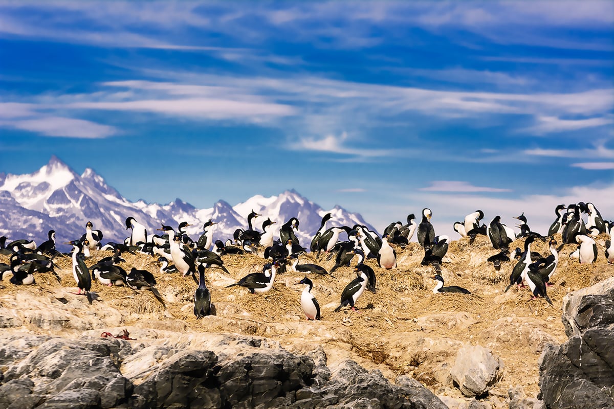 Bird-watching is a favourite activity of travelers visiting Patagonia as evident in this photo taken in the Beagle Channel.