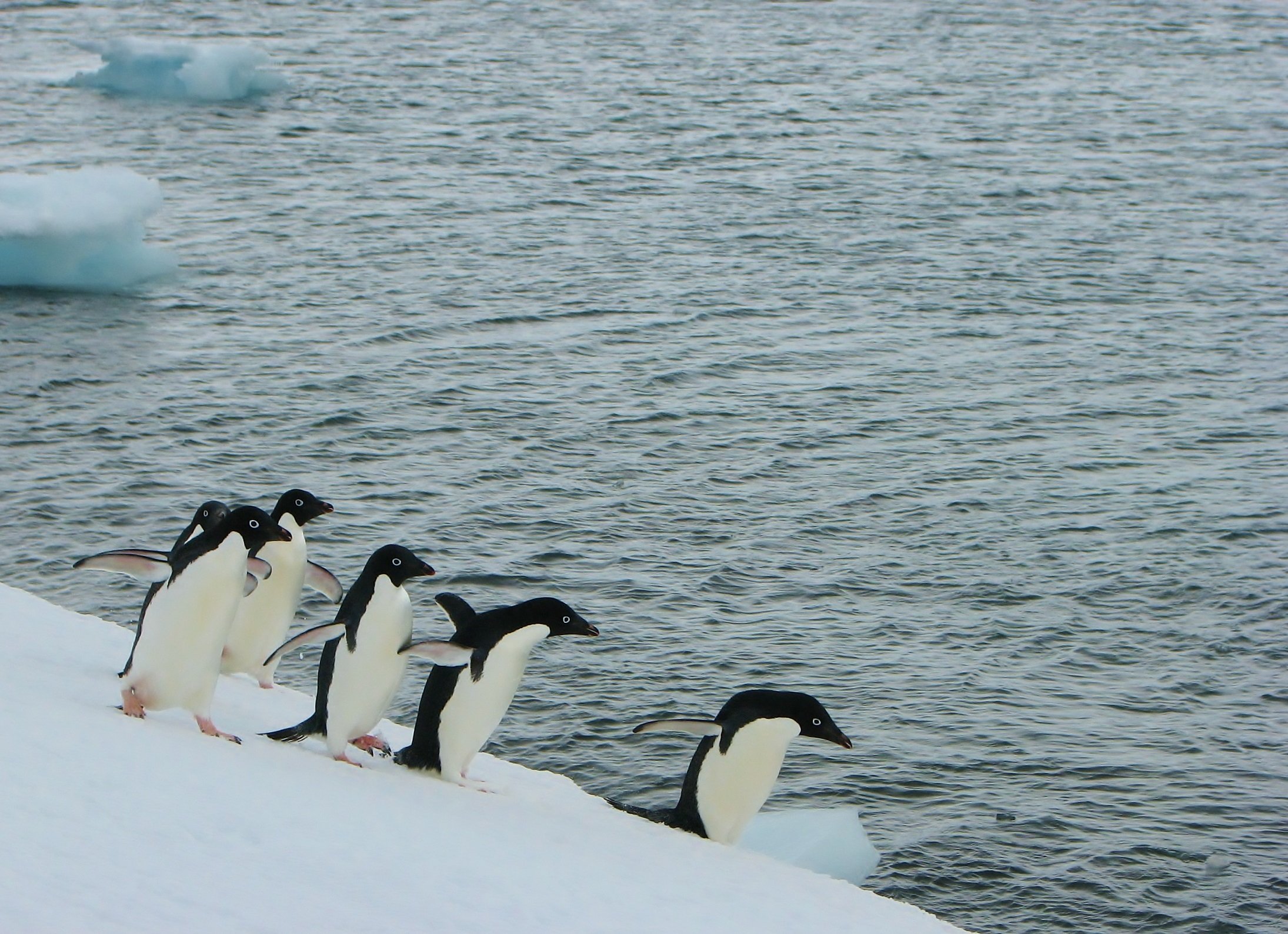 A group of Adélie penguins walking along an iceberg, South Shetland Islands, Antarctic Peninsula.  Photo: J. Hinke, NOAA