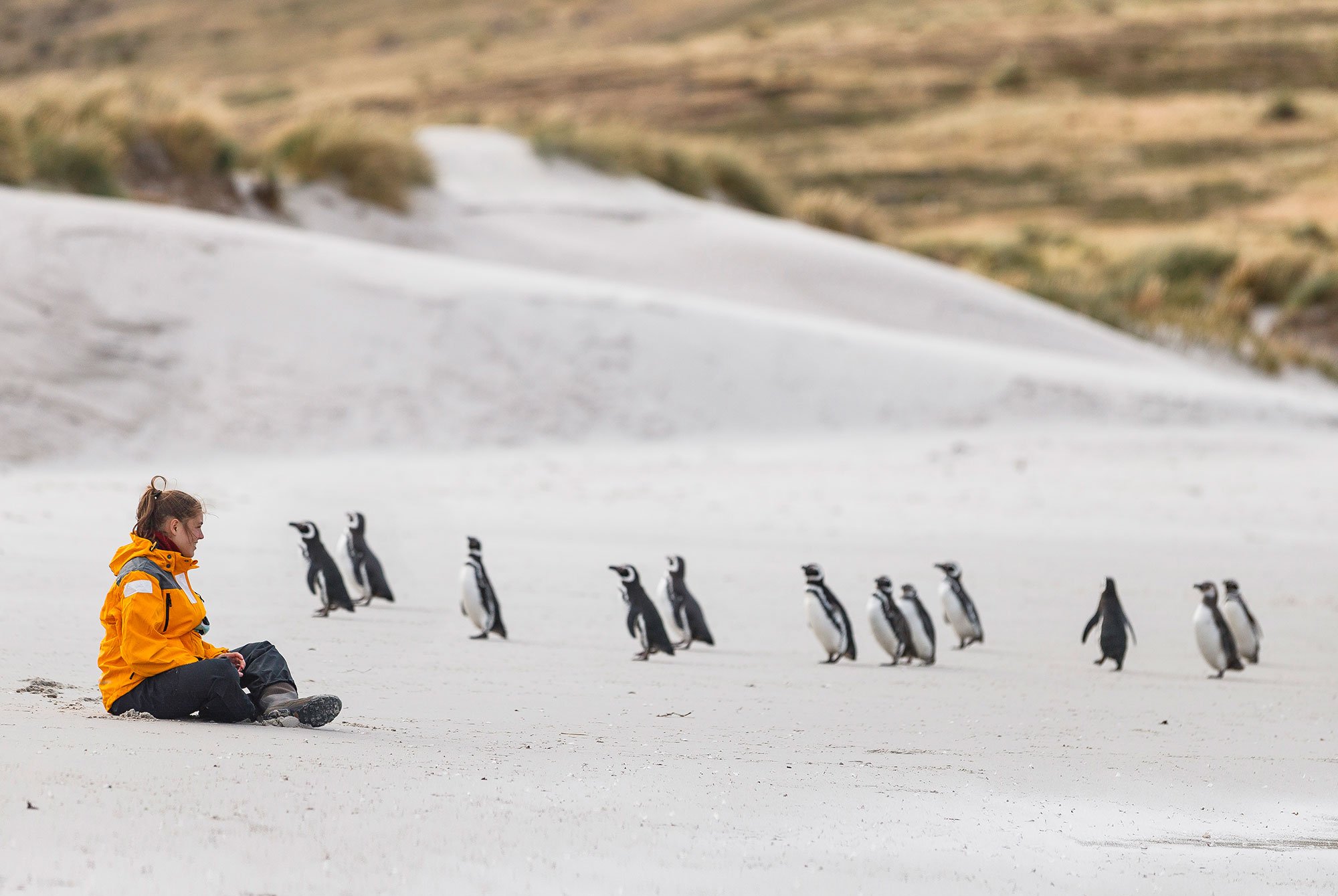 Magellanic penguins are curious about a Quark Expeditions guest at Carcass Island in the Falkland Islands.