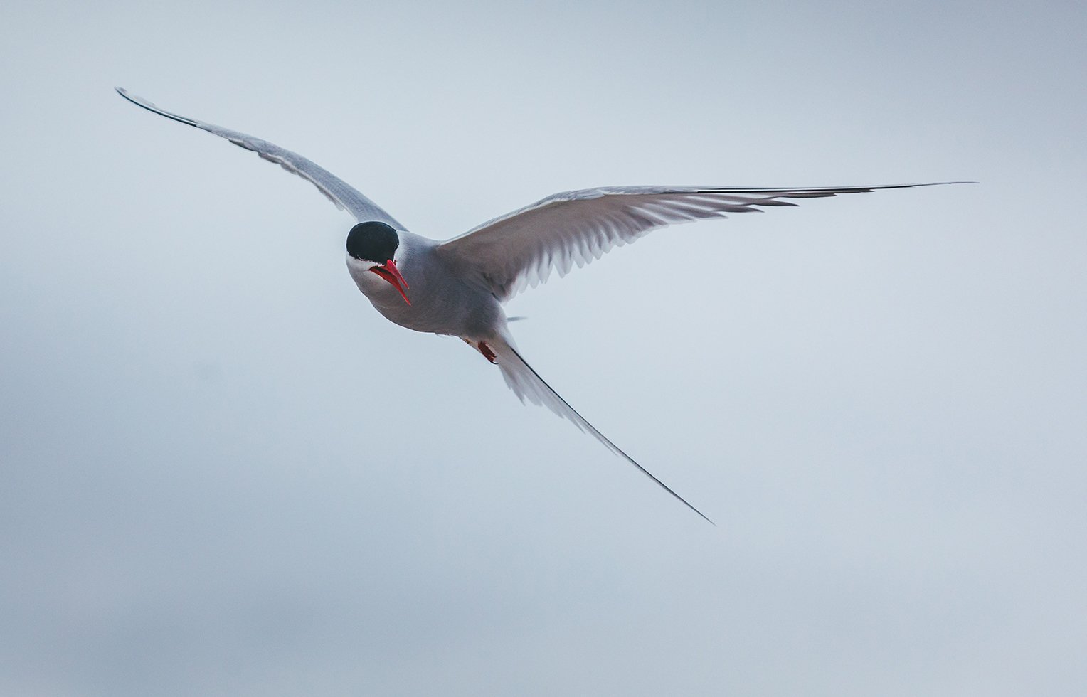 Arctic Tern Facts World’s Longest Migration Quark Expeditions