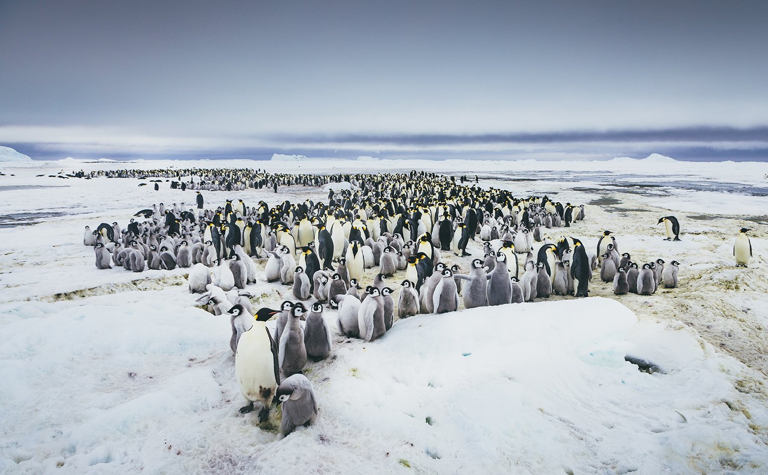 A rookery of thousands of emperor penguins and their chicks at Snow Hill Island.