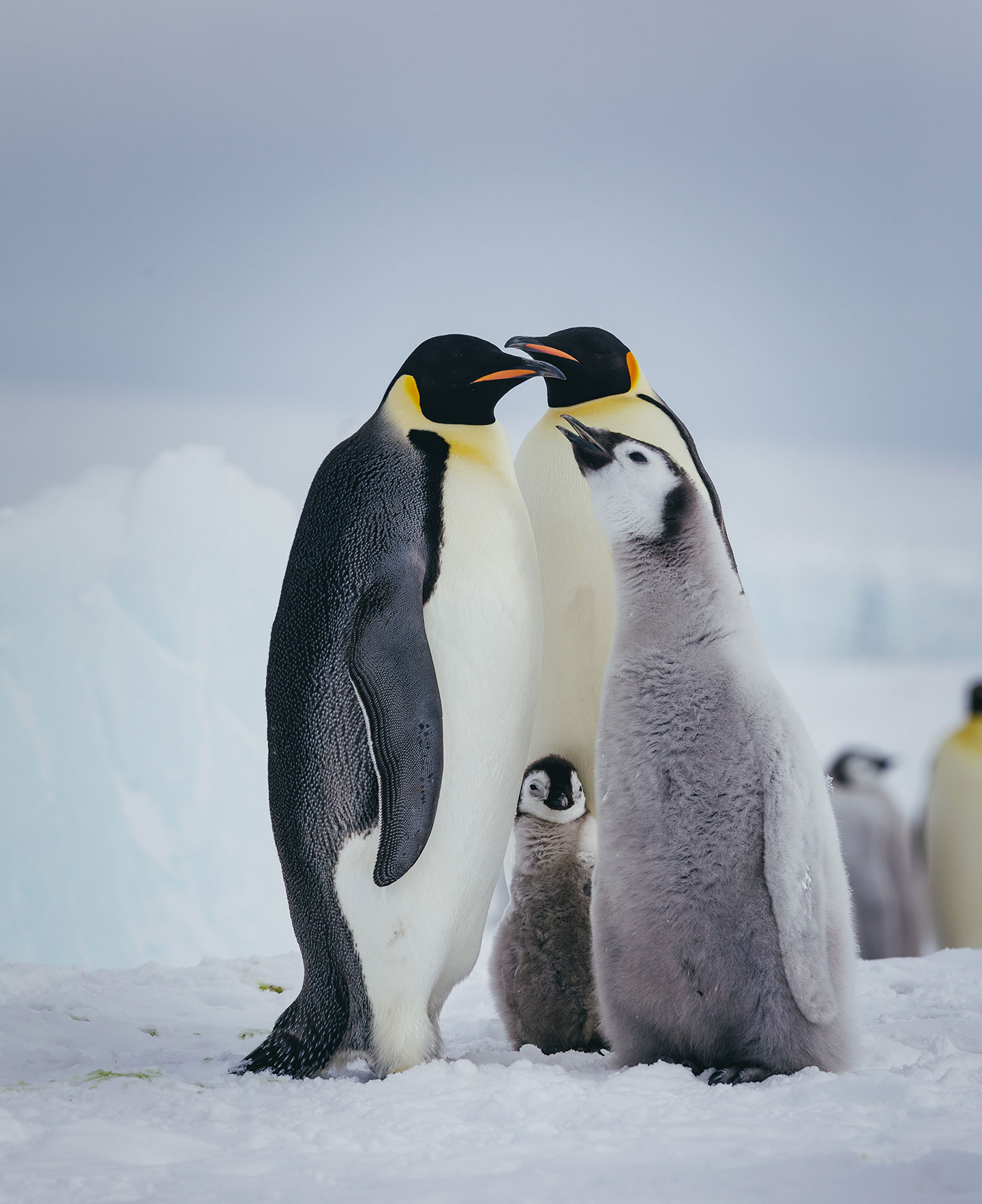 How to see Penguins in Antarctica