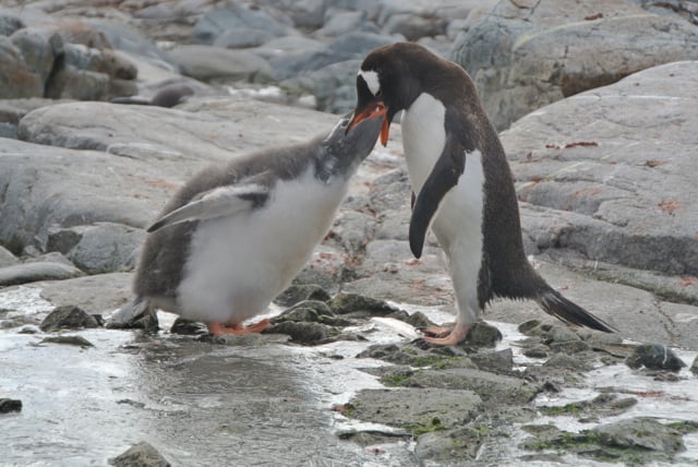   Gentoo penguins at feeding time. 