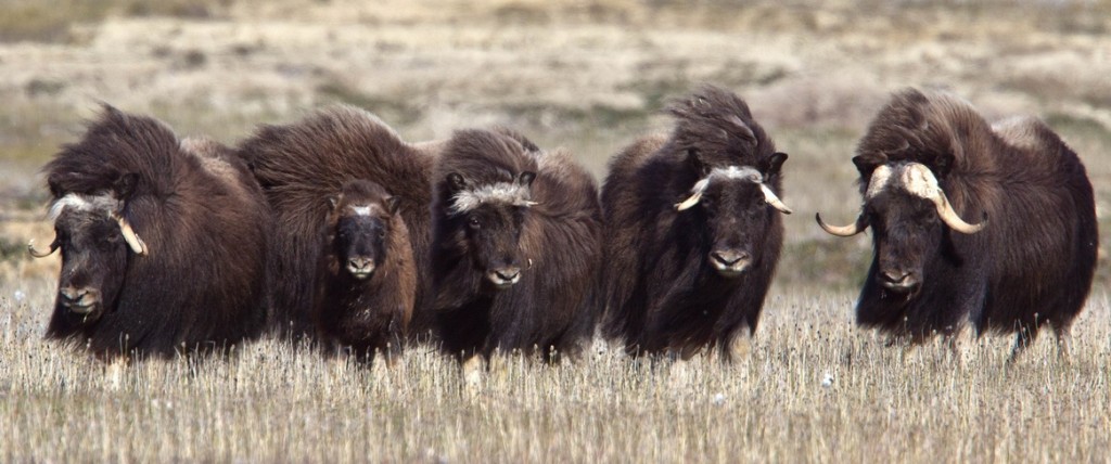 Muskoxen are one of the largest land-roaming creatures in the Arctic. Large herds are found throughout Greenland.