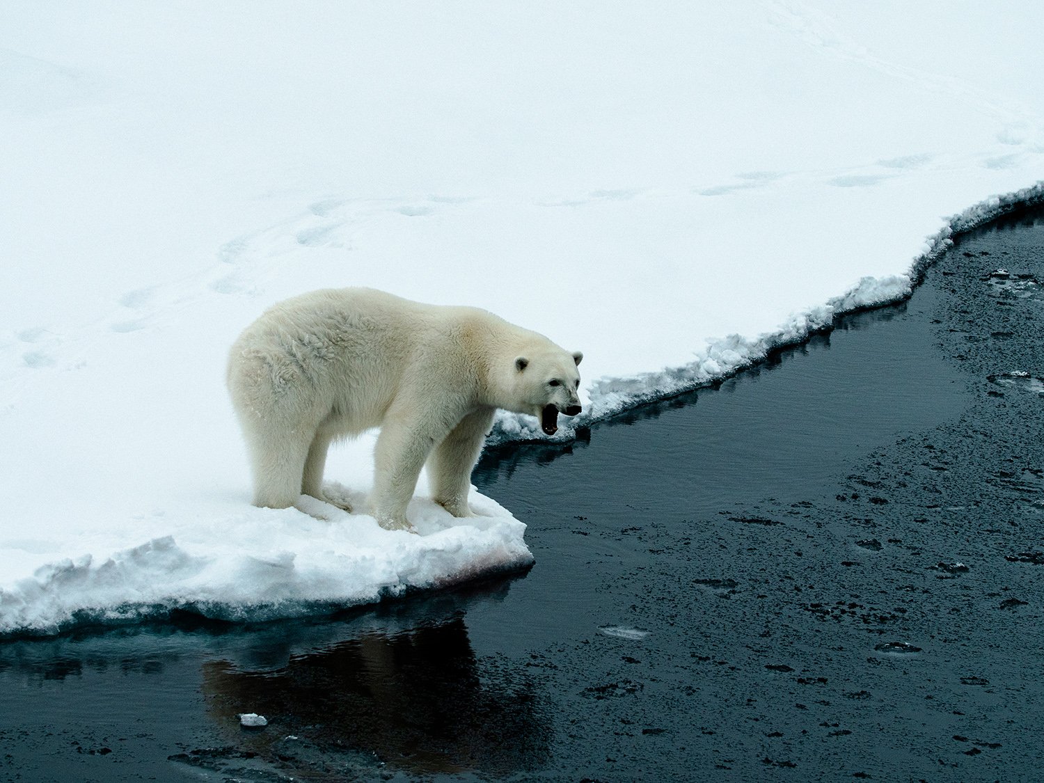 Polar bears are observed on many Arctic voyages, especially on expeditions to Greenland, Svalbard and the Canadian Arctic.