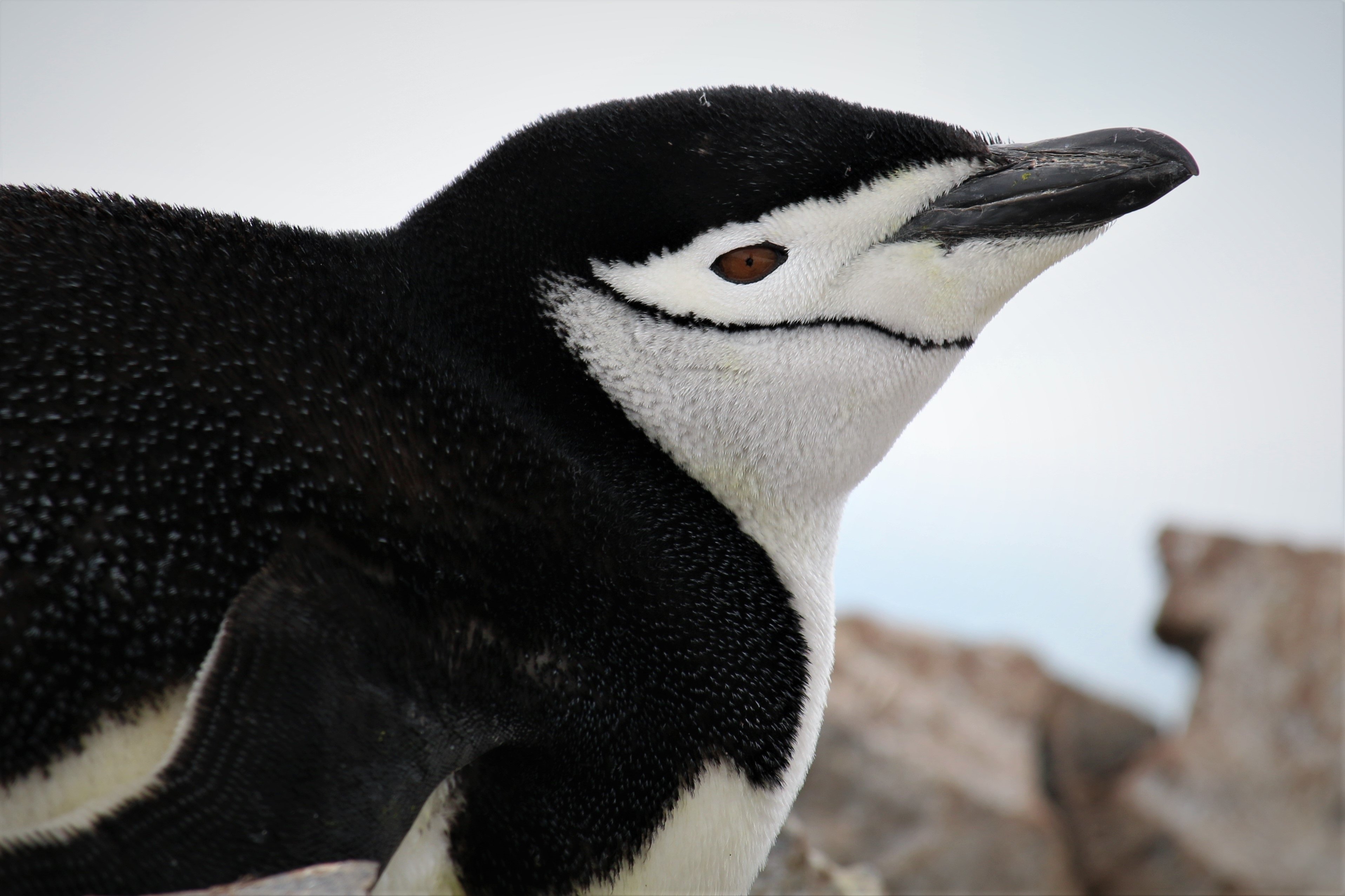 A chinstrap penguin eyes the camera from its comfortable perch atop a nest in the South Shetland Islands. Photo: Dr. Mike Polito