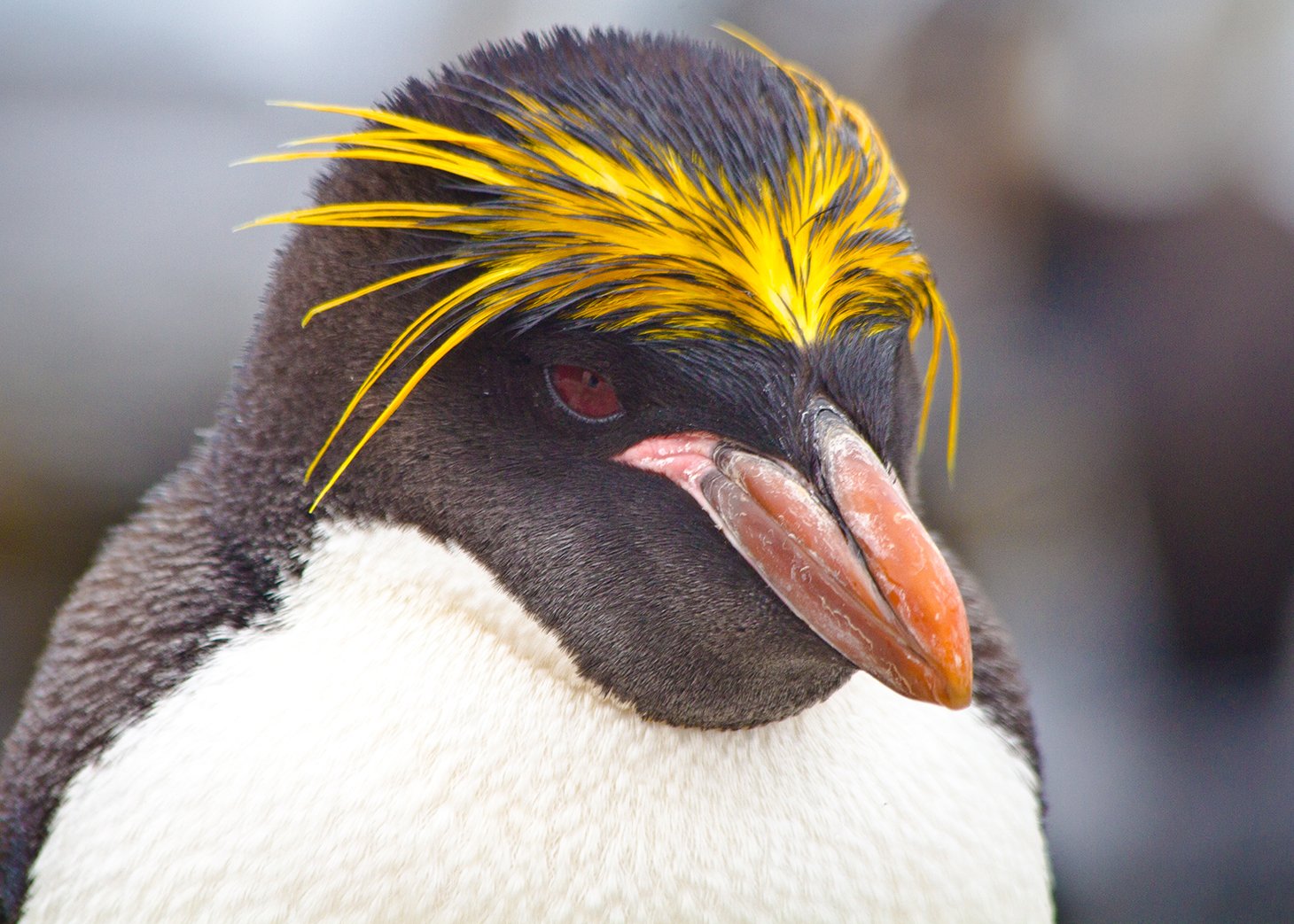 Wildlife Guide: Macaroni Penguin Facts