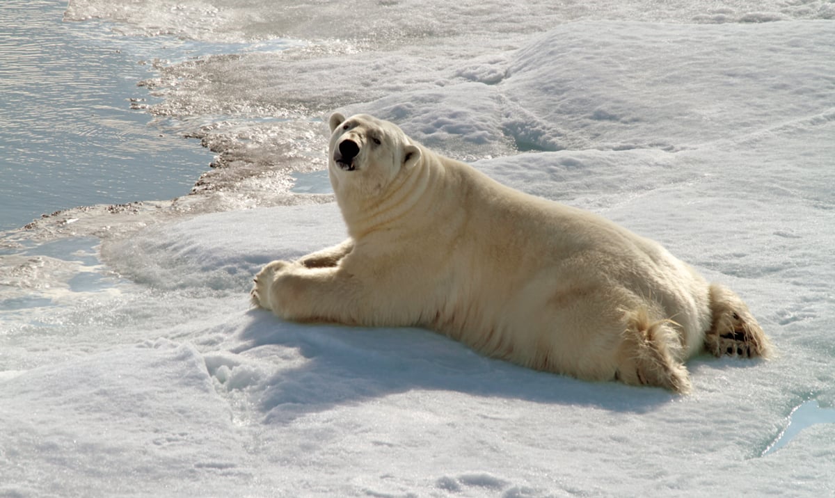 A polar bear lies on an ice floe in Spitsbergen