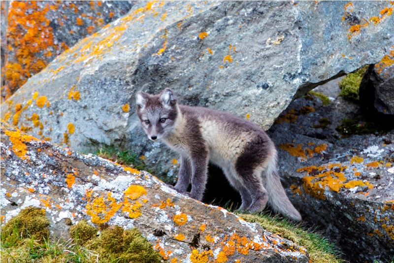 Meet the Arctic Fox: A Beautiful & Resourceful Far North Inhabitant