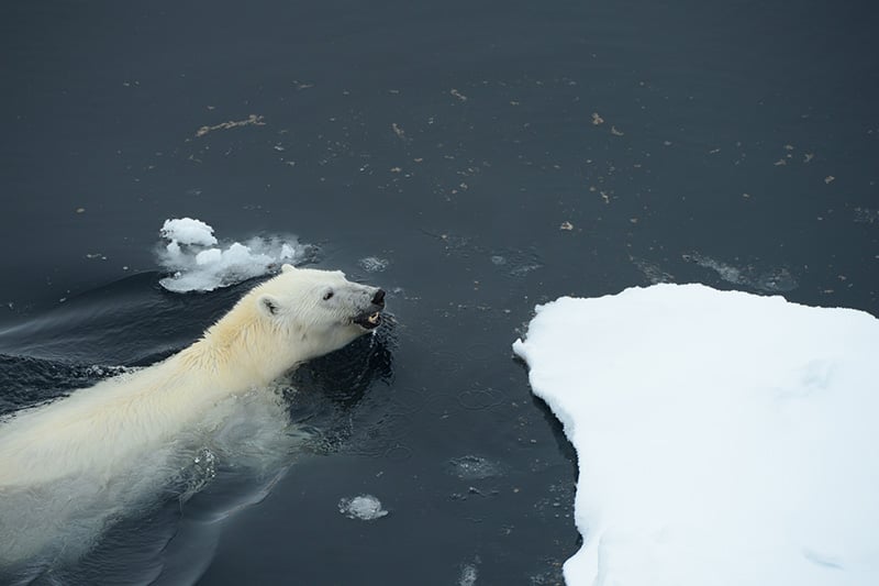 Wildlife in the Arctic