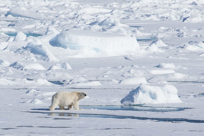 Polar bears can tip the scales at 900-1600 lbs. Photo credit: Samantha Crimmin