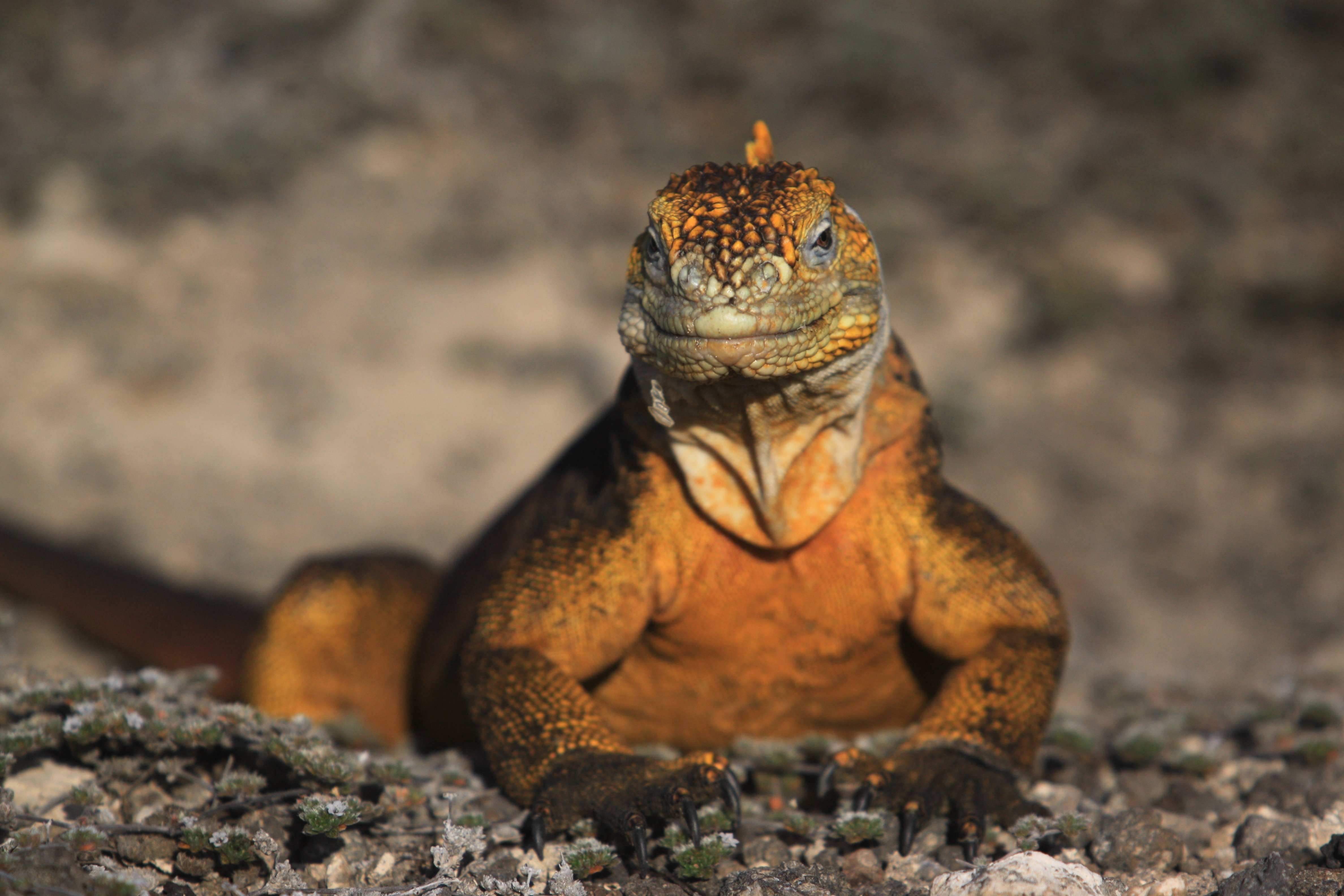 Galapagos Iguana - Photo credit: Ecuador’s Ministry of Tourism