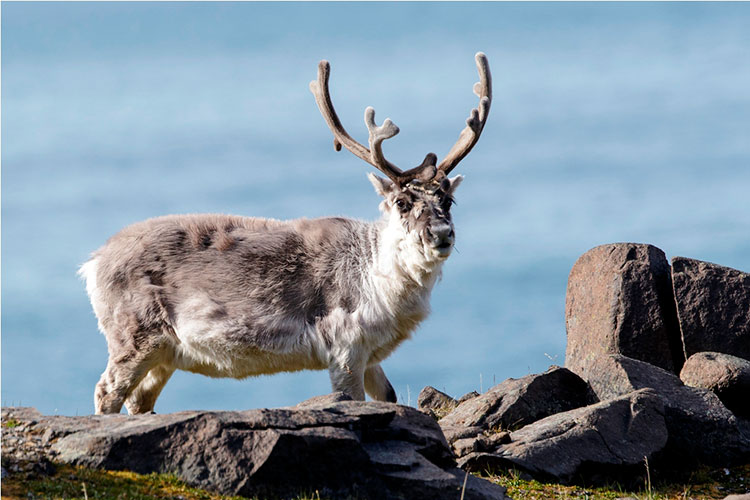 A male reindeer climbs a jagged outcropping of rock in Spitsbergen, Svalbard.