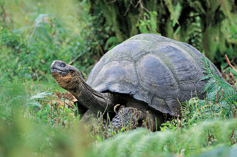 Giant Tortoise-  Photo credit: Ecuador Tourism