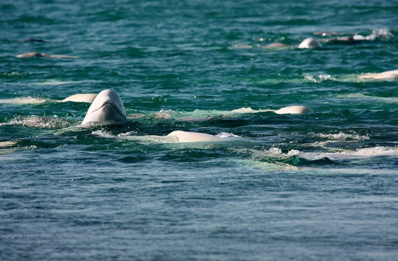 Beluga whales gather in the Cunningham Inlet near Arctic Watch Wilderness Lodge.