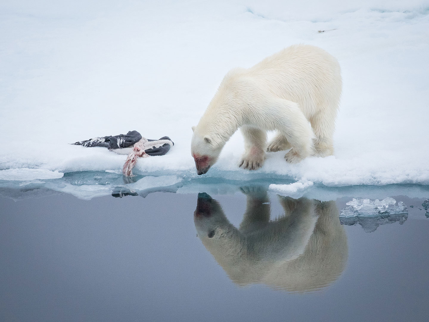 Will the Last Ice Area support polar bears? 