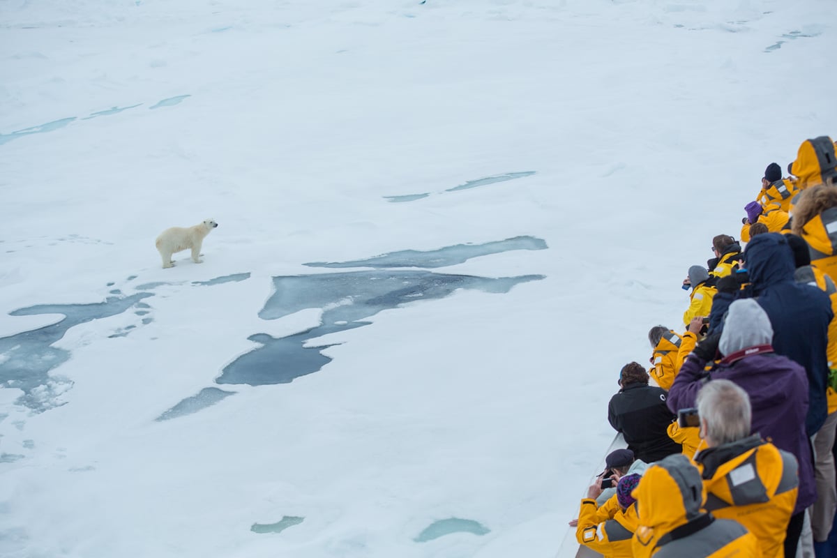 Polar bear spotted by Quark passengers in Svalbard